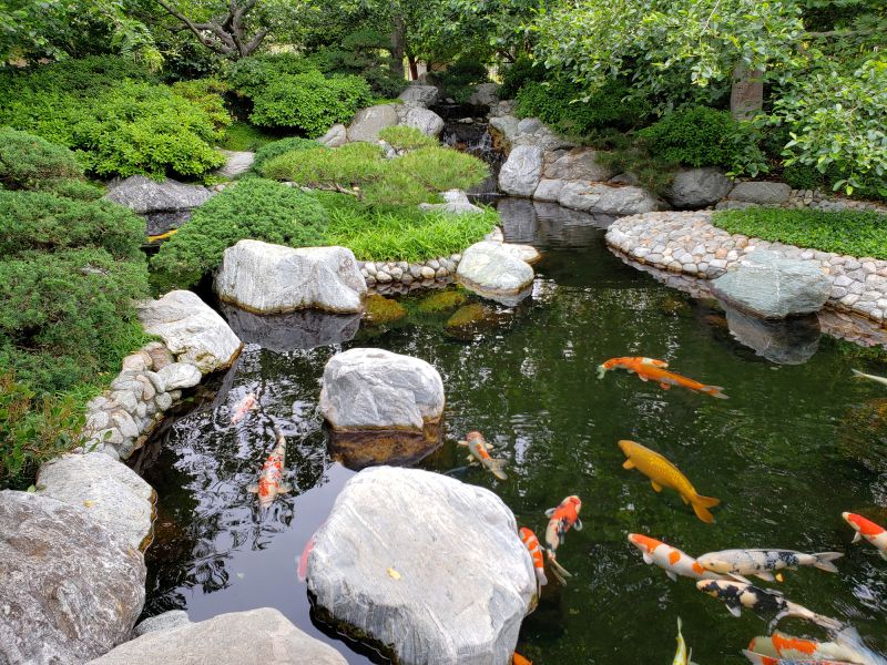 Koi Pond Installation in Ventura County, CA