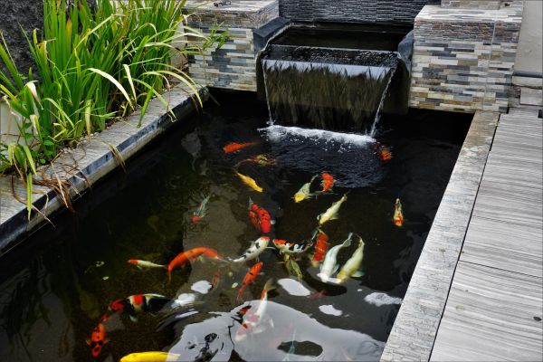Koi Pond Building